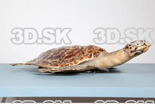 Turtle body photo reference 0047